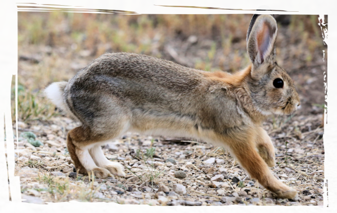 Ein Wildhase unterwegs, Manfred Berger